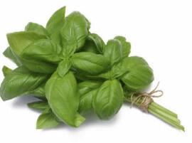 Basil Leaves Manufacturer Exporter Supplier from Chhatarpur India