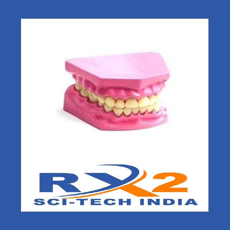 Dental Jaw Model