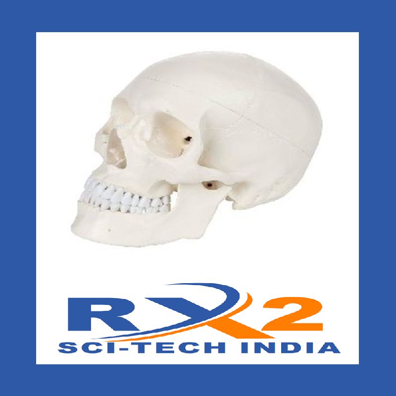Human Skull Model