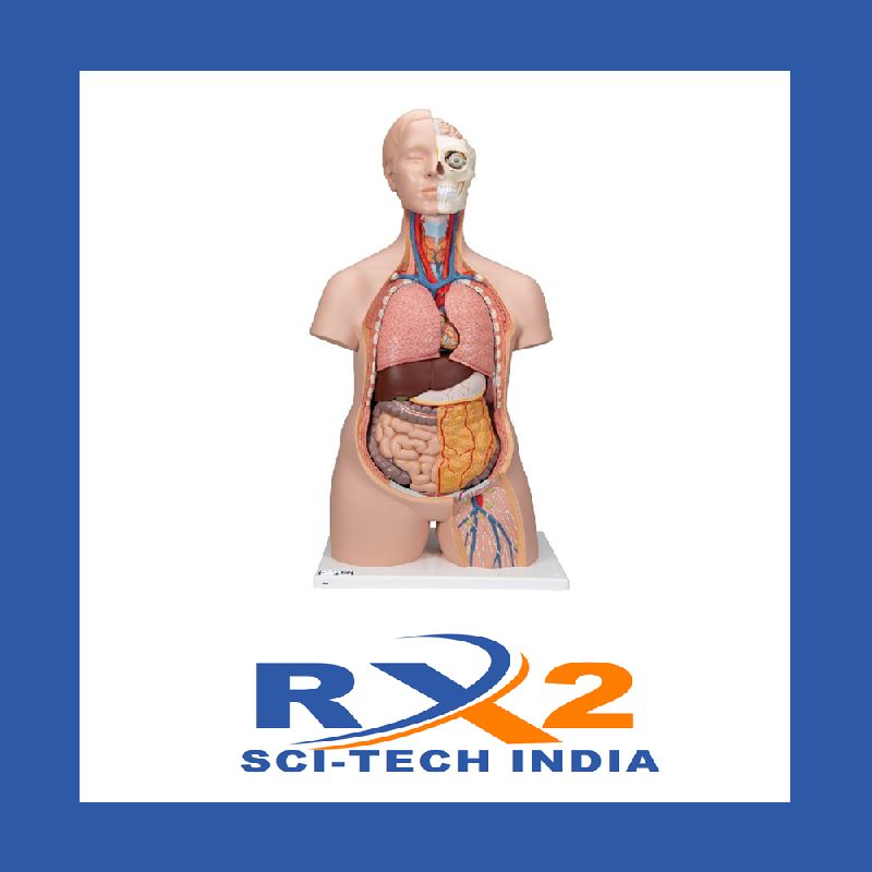 Human Torso Model