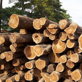 Brazil Teak Wood