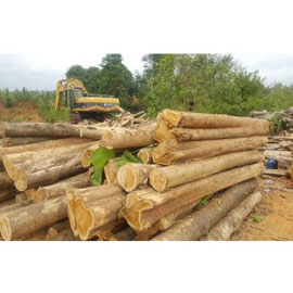 Costa Rica Teak Wood