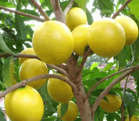 Abiu Fruit Plant