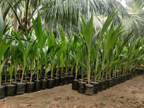Banavali Tall  Coconut Plants