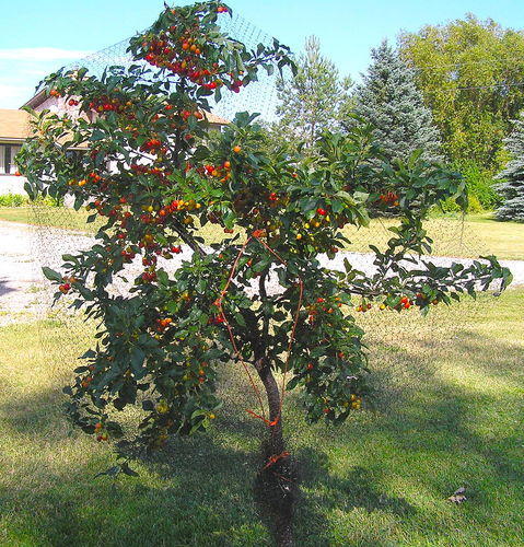 Cherry Plant