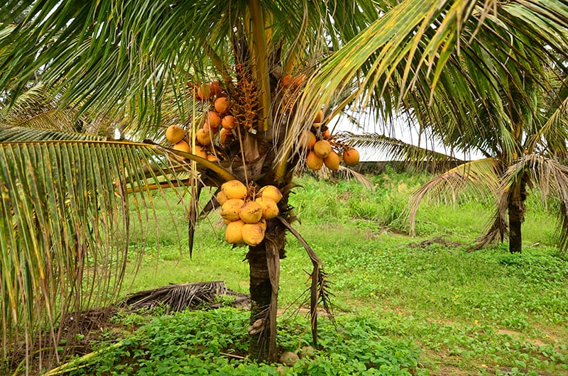 Cod Orange Dwarf Coconut Plants