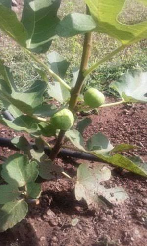 Dyana Fig Plants