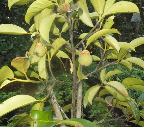 Mangosteen Fruit Plant