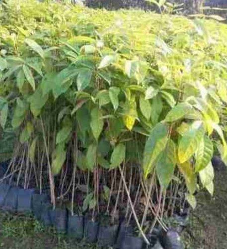 Mohagani Plant