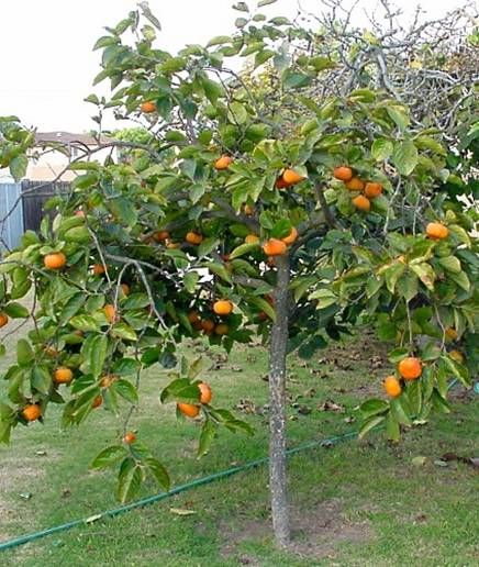 Persimmon Fruit Plant