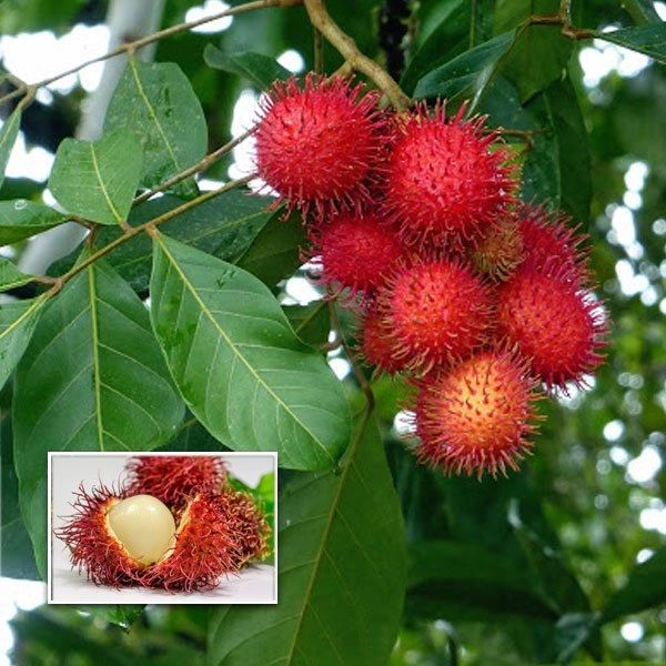 Rambutan Fruit Plant