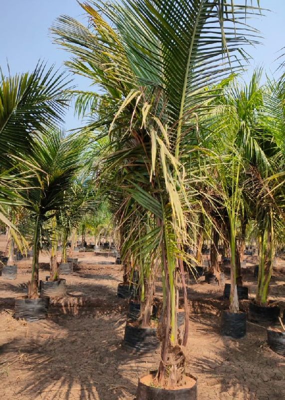 TXD  Coconut Plants
