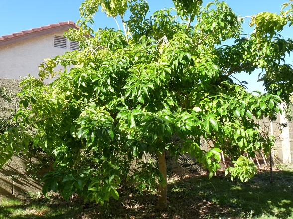White Sapota Plant