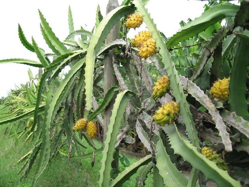 Yellow Dragon Fruit Plants