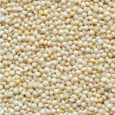 White Millet Seeds