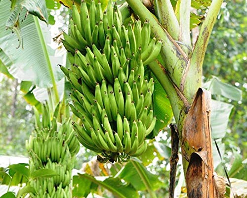 Banana Yellow India 1kg Online at Best Price | Bananas | Lulu UAE