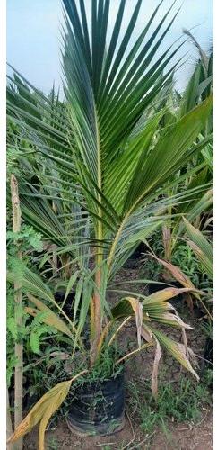 Coconut Plant