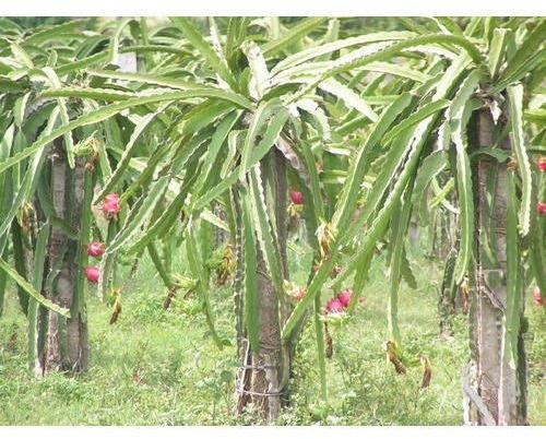 Bambusa Plant