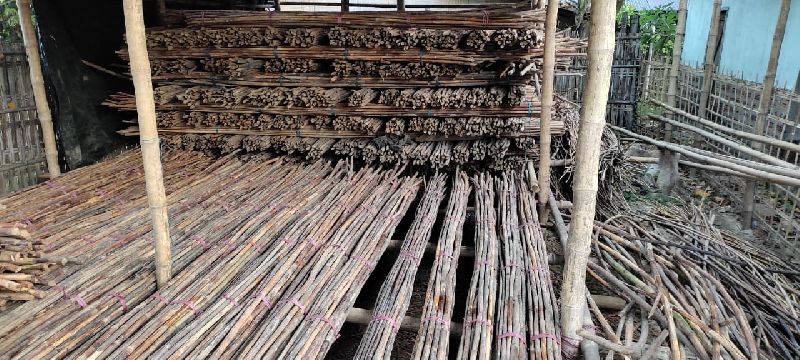 Gola Bamboo Cane