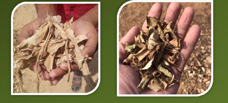 Dried Aloe Vera Leaves