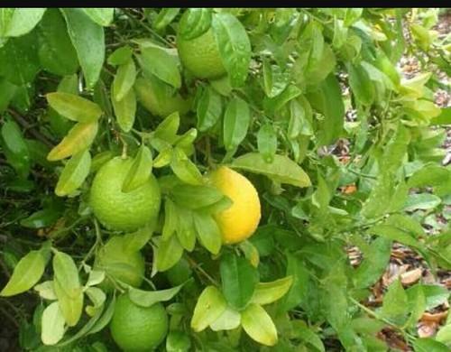 Sweet Lime Plant