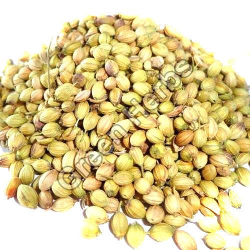 Coriander Seeds