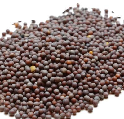 Mustard Seeds