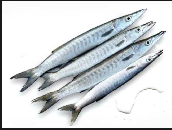 barracuda fish in tamil