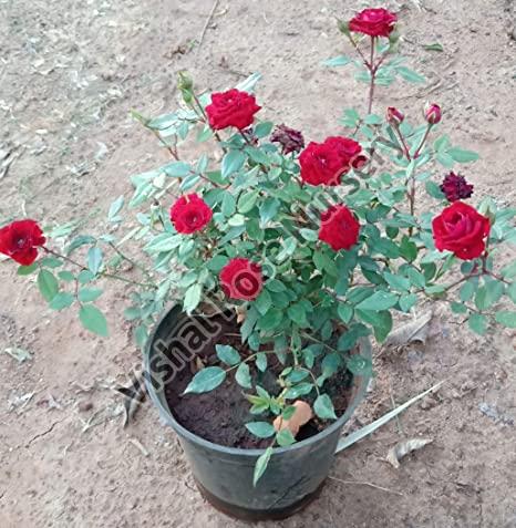 Button Rose Plant