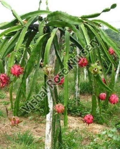 Red Dragon Fruit  Plant