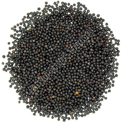 Buy wholesale Mustard seeds