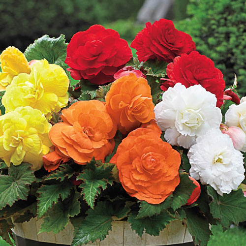 Begonia Mix Flower Bulbs - Manufacturer Exporter Supplier in Haridwar India