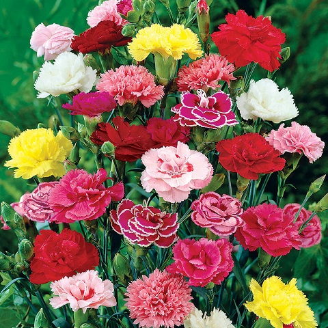 Fresh Carnation Flowers