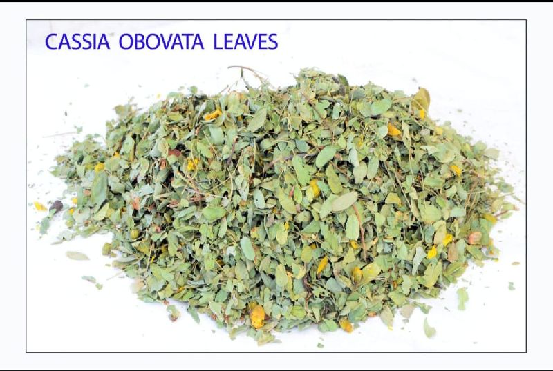 Dry Cassia Obovata Leaves