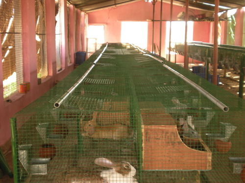 Rabbit Farming