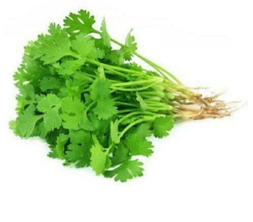Fresh Coriander Leaves