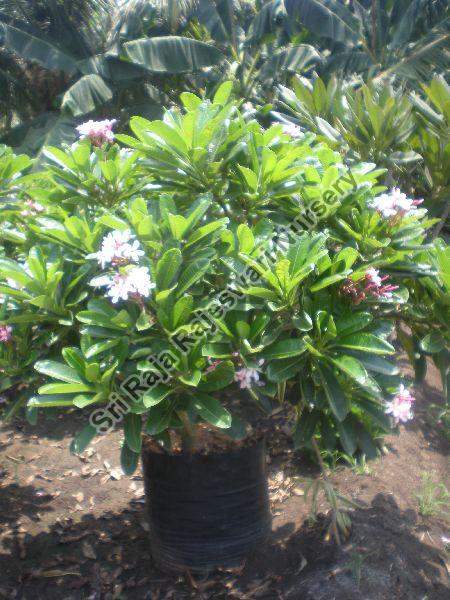 Plumeria Dwarf Pink Plant