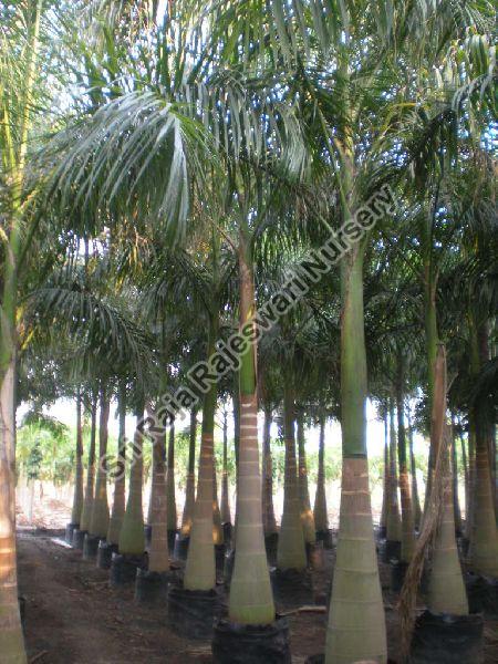 Royal Palm Plant 02