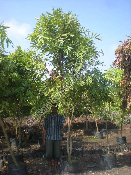Saraca Asoca Plant