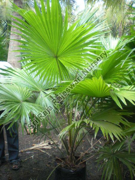 Table Palm Plant