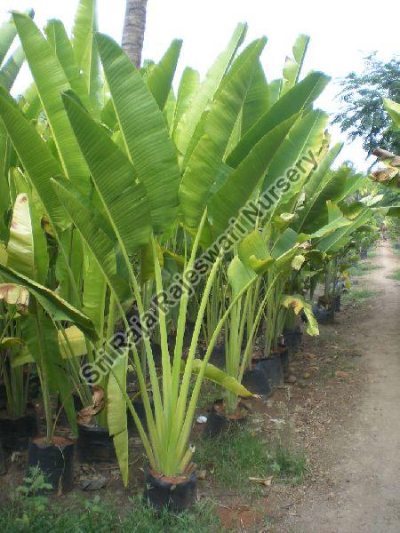 Travelers Palm Plant