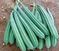 F1-Naina Ridge Gourd Seeds