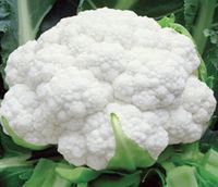 F1 Natasha Cauliflower Seeds