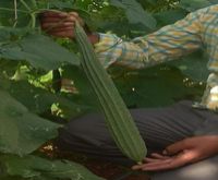 F1-Sunaina Ridge Gourd Seeds