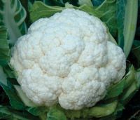 Kalpana Selection Cauliflower Seeds