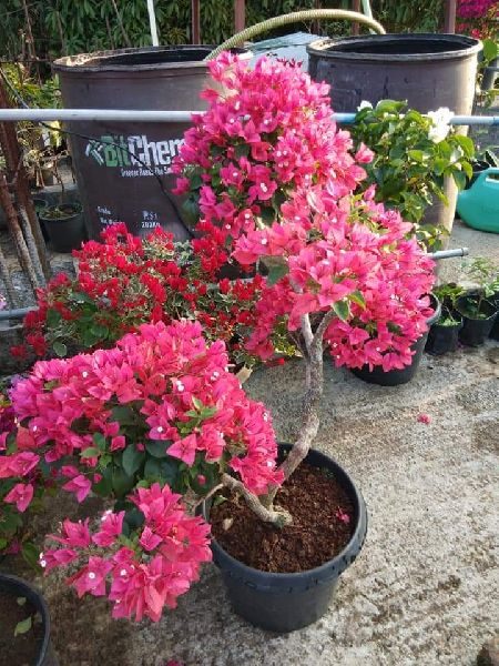 Bougainvillea Variegated Plant Manufacturer Supplier in Hojai India