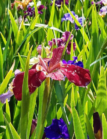 Louisiana Irises Flower Plant