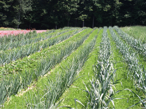 Cultivation Training Services