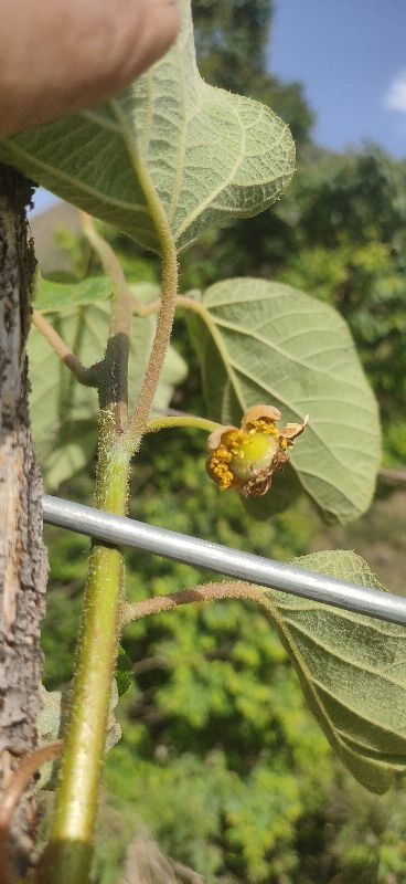 Kiwi Fruit Plant