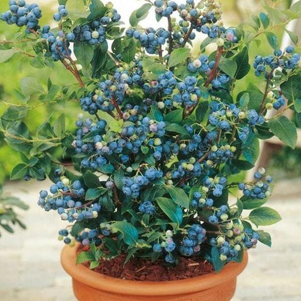 Blueberry Plants